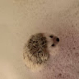 Meet your Posher, Crystal